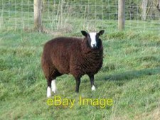 Photo 6x4 zwartble for sale  FAVERSHAM