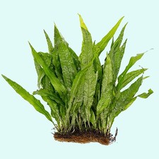 Java fern half for sale  Terrell