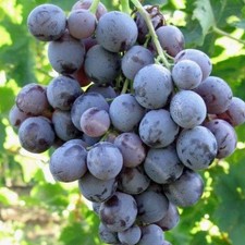 Pianta uva moscato usato  Torre Canavese