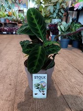 Calathea warscewiczii pot for sale  LARGS