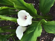 Calla lily bulbs for sale  Wilmette