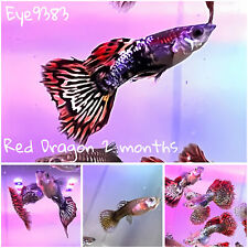 Guppy red dragon for sale  El Monte