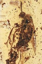 Baltic amber insect for sale  Harrison Township