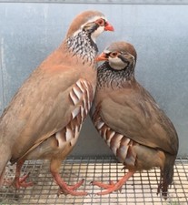 X12 french partridge for sale  LLANDINAM