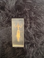 Praying mantis specimen for sale  THORNTON-CLEVELEYS