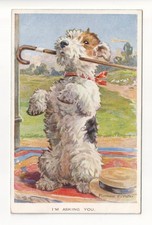 Wire fox terrier for sale  UK