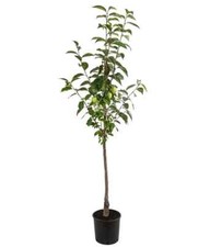 Kakibaum 150 180 gebraucht kaufen  Ludwigsburg