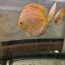 Golden checkerboard discus for sale  Brooklyn