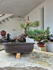 Bonsai pino bianco usato Bonsai pino bianco usato  Catanzaro