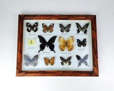 Cadre papillons naturalisés d'occasion Cadre papillons naturalisés d'occasion  Corbigny