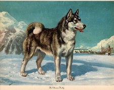 Ilustração artística antiga de 1942 Husky Siberiano Edwin Megargee Husky 5504j comprar usado  Enviando para Brazil