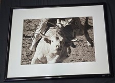 Bull rider study for sale  Peoria