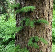 Larix kaempferi japanese usato Larix kaempferi japanese usato  Napoli