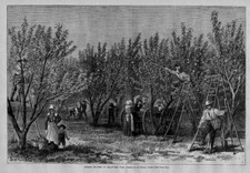 Peach orchard picking for sale  New London
