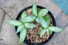Beautiful pcs agave for sale  Downey