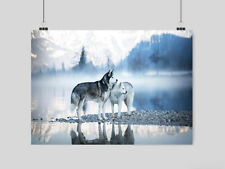 Siberian husky dogs for sale  BOURNEMOUTH