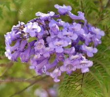 Jacaranda mimosifolia jacarand usato  Napoli