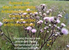Ackerkratzdistel cirsium arven gebraucht kaufen  Langenfeld (Rheinland)