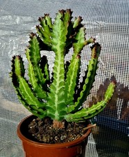 Euphorbia lactea large for sale  CLACTON-ON-SEA