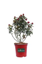 Pianta vera rosa usato  Santeramo in Colle