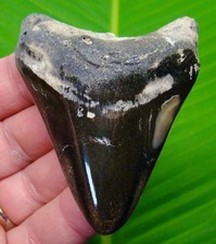 3.22 megalodon shark for sale  Bradenton