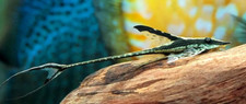 Royal farlowella whiptail for sale  Renton
