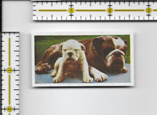 Bulldog dog puppy for sale  Brownstown