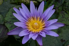 Rudder tropicals club for sale  USA