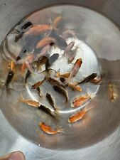 Fancy goldfish fantail for sale  LIVERPOOL