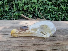 British fulmar skull for sale  HULL