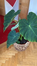 Giant taro plant for sale Giant taro plant for sale  HARLOW