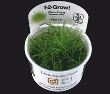 Tropica grow bonsai gebraucht kaufen  Neukirchen/Erzgeb.