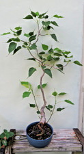Charming ficus religiosa for sale  Miami