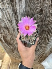 Thelocactus bicolor pianta usato  Mazara del Vallo