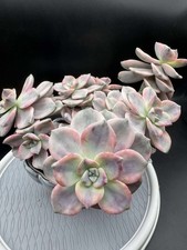 Imported succulent live for sale  San Jose