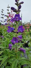 Penstemon woodpecker litre for sale  STOKE-ON-TRENT