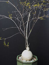 Rare euphorbia hedyotoides d'occasion  Expédié en Belgium