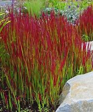 Imperata cylindrica red for sale  BARNSLEY