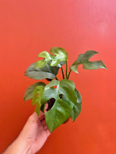 Monstera ginny pot for sale  Homestead