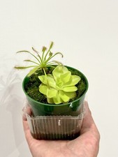 Carnivorous plants starter for sale  San Francisco