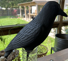Black crow realistic for sale  Seaford