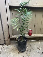 encephalartos arenarius for sale  Long Beach