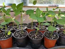 Erythrina crista galli for sale  LLANELLI