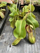 Nepenthes lvb veitchii gebraucht kaufen  Bergheim