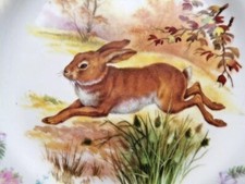German wild bunny for sale  Honesdale