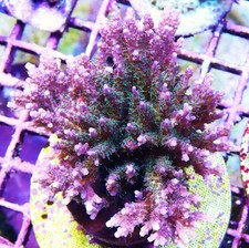 Red galaxy acropora for sale  Thousand Oaks