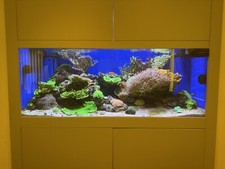 Marine reef tank for sale  NEWBURY