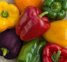 Rainbow bell pepper for sale  Berwyn