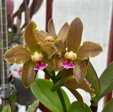 Cattleya velutina granulosa for sale  San Francisco