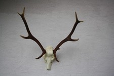 Rothirsch geweih hirschthema gebraucht kaufen  Johanniskirchen